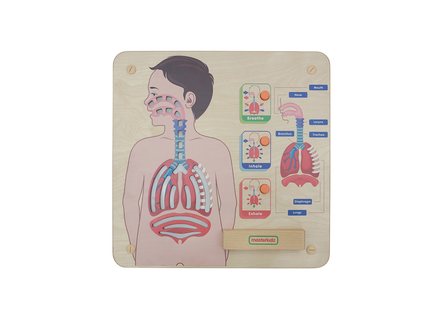 Respiratory System